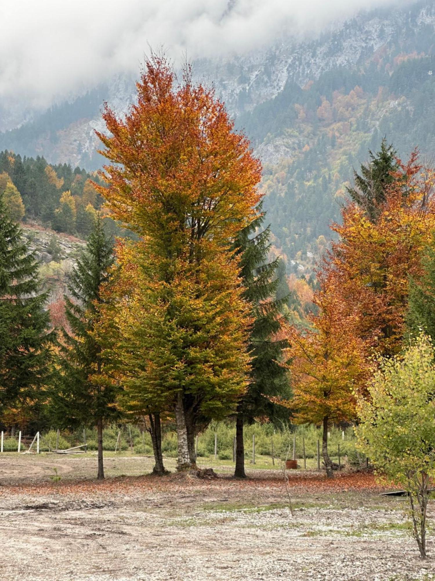 Appartamento Heldi Eco Dragobi